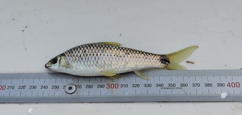 Reticulate algae eater (Crossocheilus reticulatus) — Cyprinidae — 2