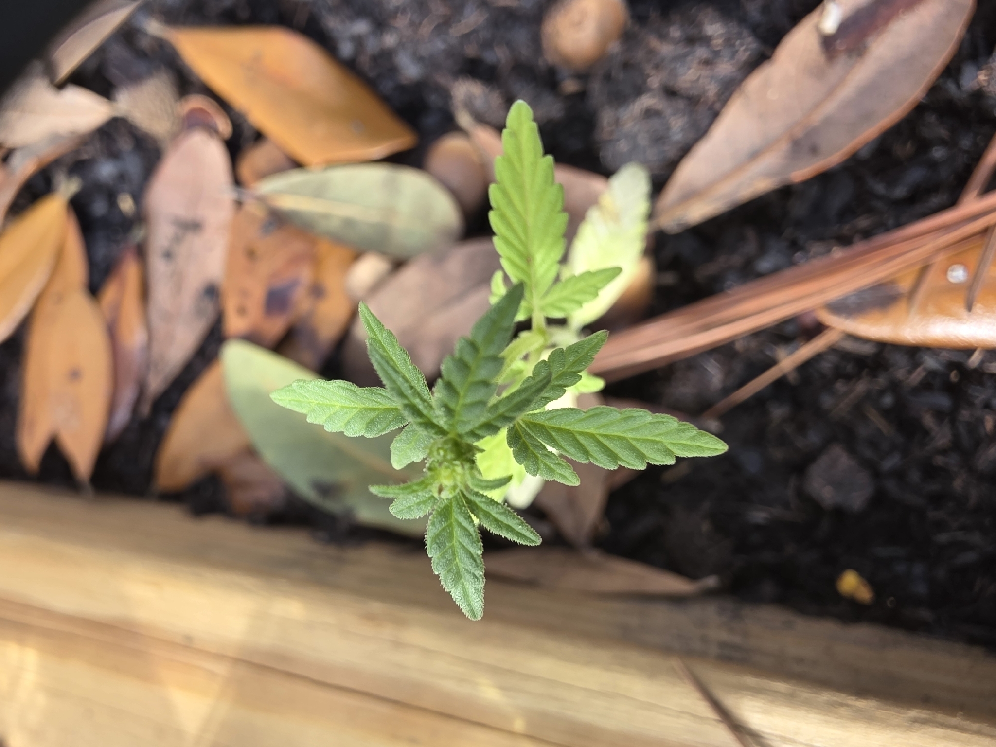 Imagem de Maconha