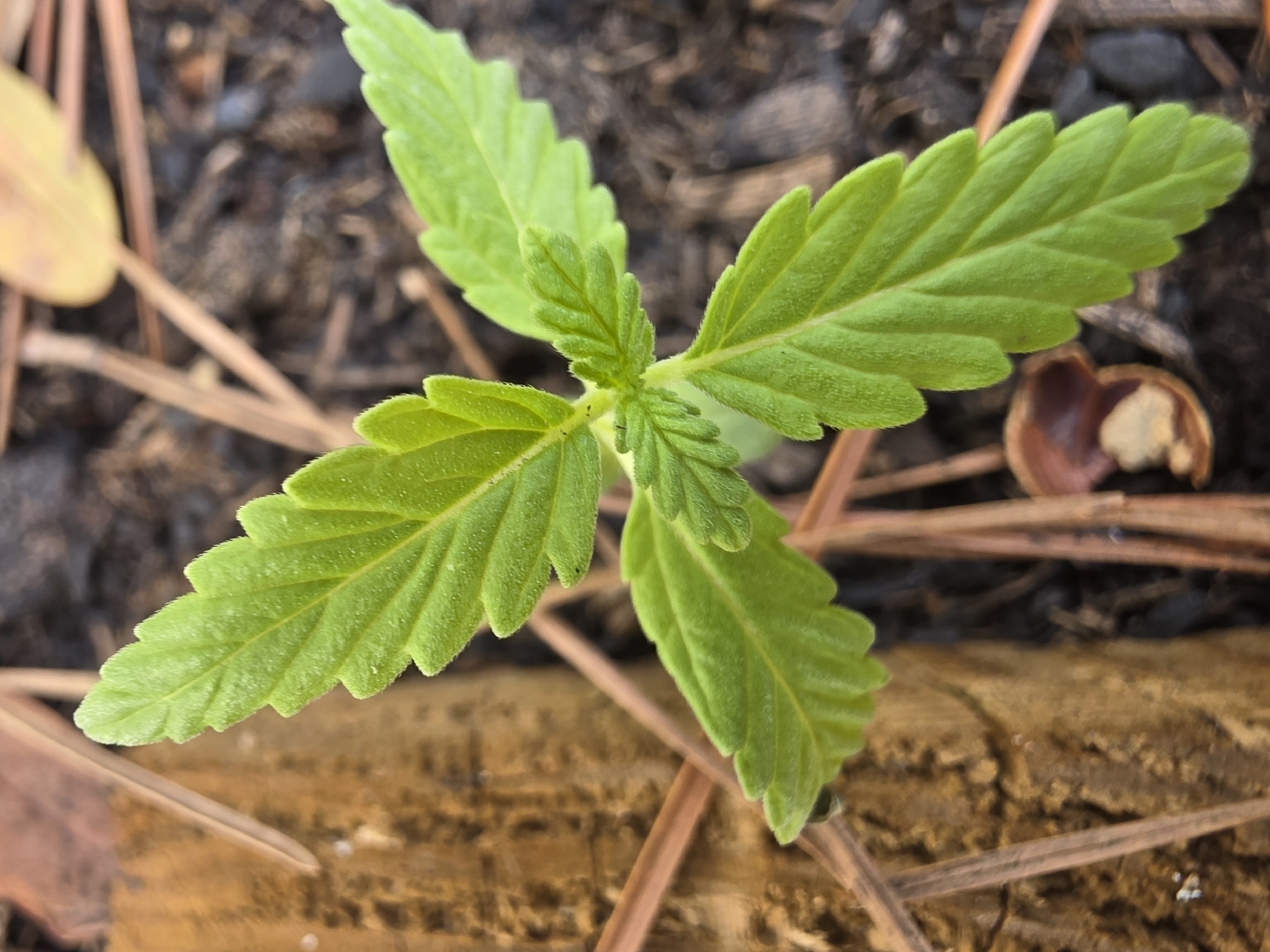 Imagem de Maconha