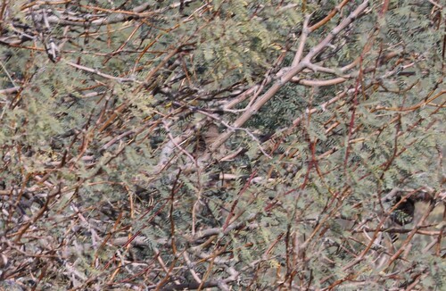 Common Ground Dove (Columbina passerina), photo 7