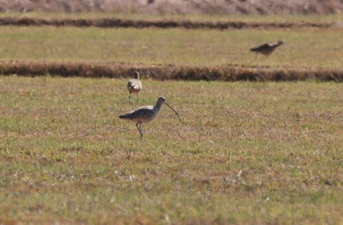 Long-billed Curlew (Numenius americanus), photo 7