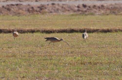 Long-billed Curlew (Numenius americanus), photo 8
