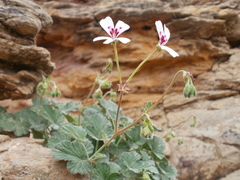 Pelargonium echinatum