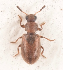 Paratenetus