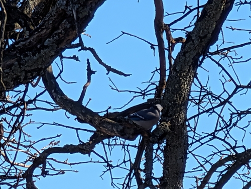 Blue Jay