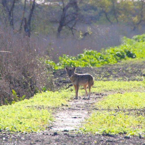 iNaturalist observation photo of Coyote