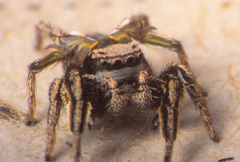 Habronattus cuspidatus
