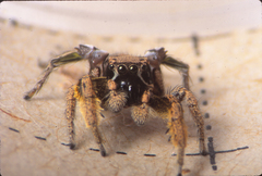 Habronattus coecatus