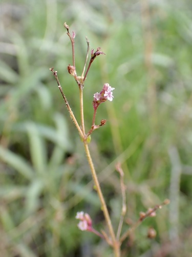 fivewing spiderling