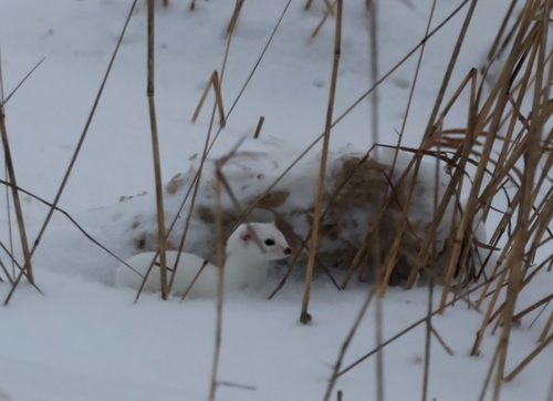 Обыкновенная ласка observed by roughingit