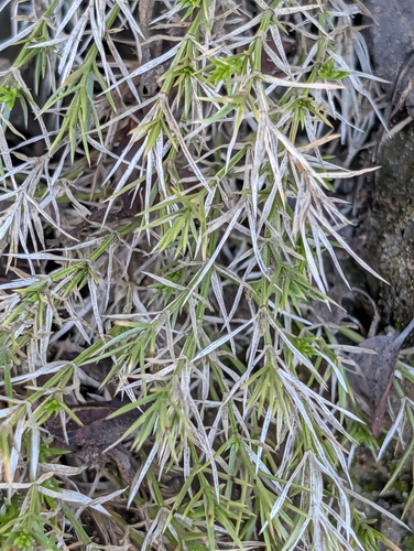 Galium andrewsii