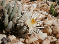 Cephalophyllum griseum