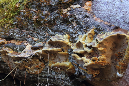 iNaturalist observation photo of Mustard Yellow Polypore