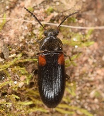 Mycetochara