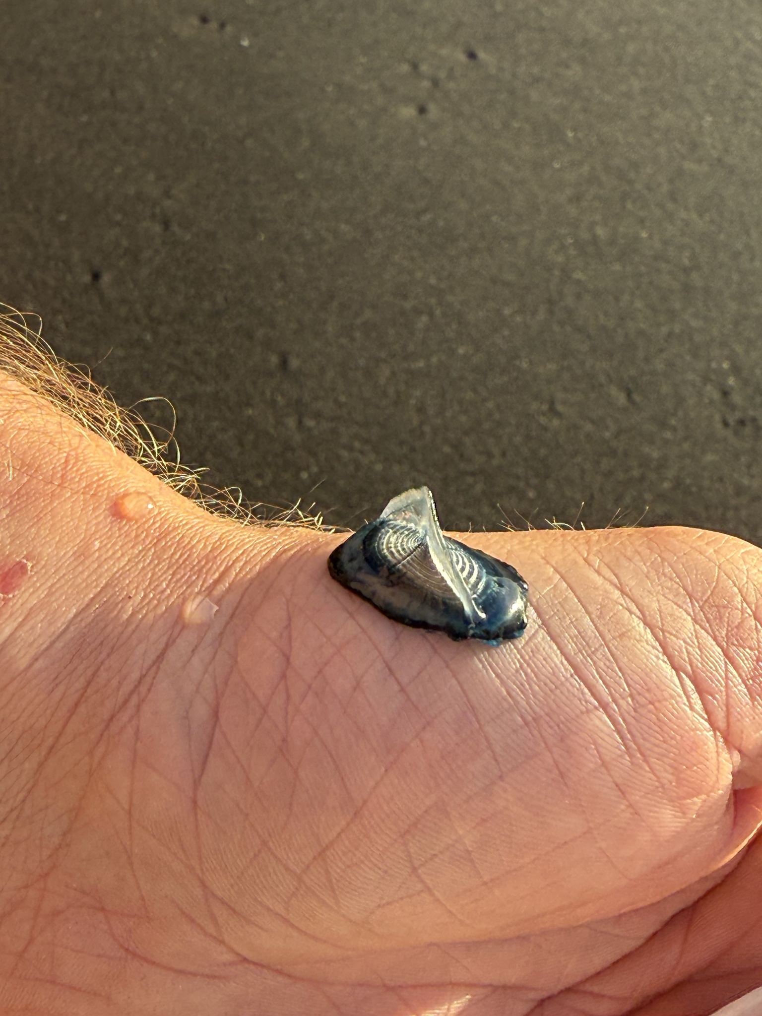 Velella velella (Linnaeus, 1758)
