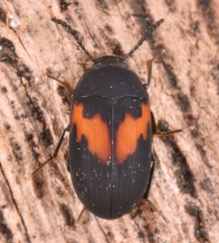 Orange-banded Darkling Beetle