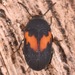 Platydema elliptica - Photo (c) skitterbug, μερικά δικαιώματα διατηρούνται (CC BY), uploaded by skitterbug