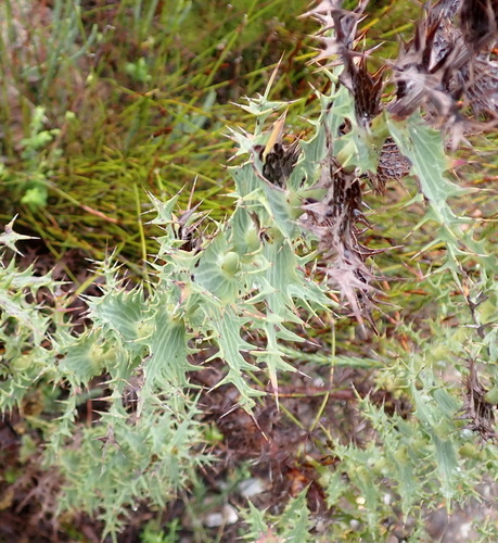 Excruciating Capethistle (Berkheya cruciata)