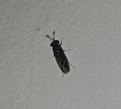Black Soldier Fly