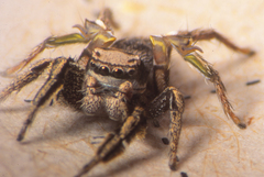 Habronattus cuspidatus