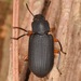 Haplandrus fulvipes - Photo (c) skitterbug,  זכויות יוצרים חלקיות (CC BY), הועלה על ידי skitterbug