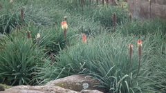 Kniphofia caulescens
