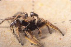 Habronattus coecatus