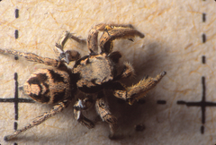 Habronattus coecatus