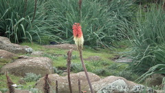 Kniphofia caulescens