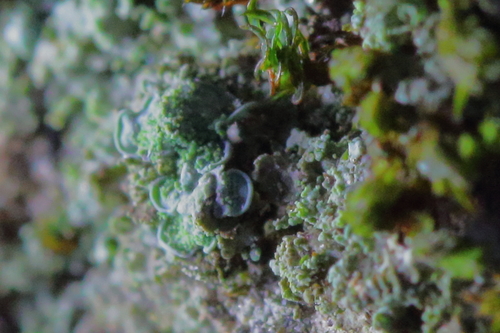 iNaturalist observation photo of Elf Ears lichen