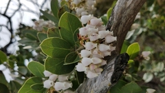 Arctostaphylos catalinae