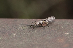 Zapada