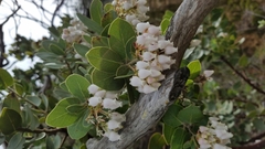 Arctostaphylos catalinae