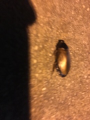 Pycnoscelus surinamensis