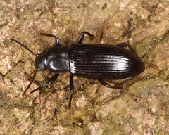 Strongylium terminatum
