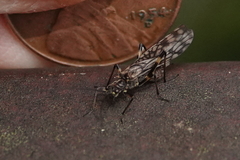 Zapada