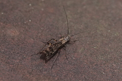 Zapada