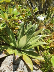 Celmisia semicordata