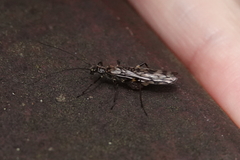 Zapada
