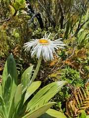 Celmisia semicordata