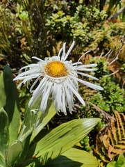 Celmisia semicordata