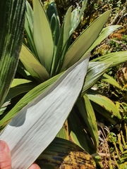 Celmisia semicordata