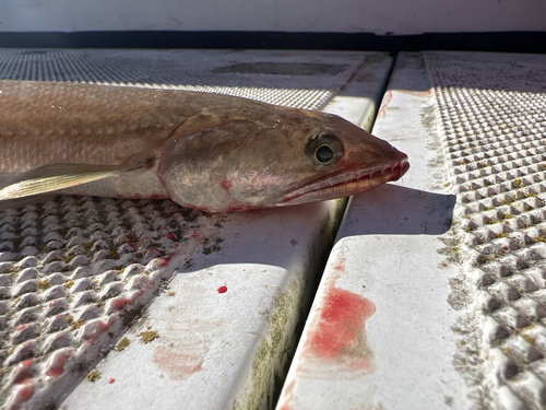 California lizardfish (Synodus lucioceps) — Synodontidae