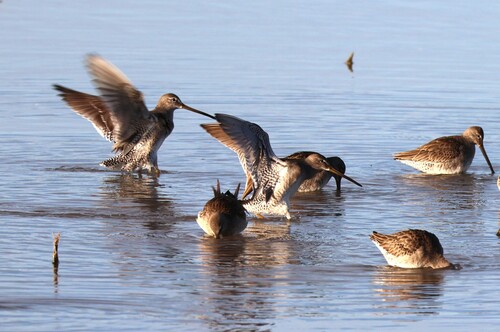 Long-billed Dowitcher (Limnodromus scolopaceus), photo 4