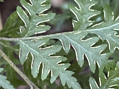 Australian bracken