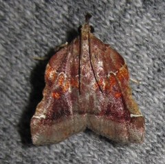 Clydonopteron sacculana