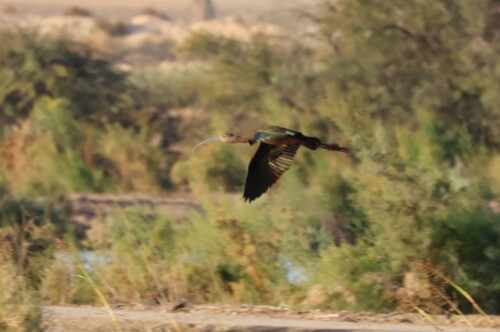 White-faced Ibis (Plegadis chihi), photo 6