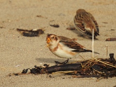 Plectrophenax nivalis