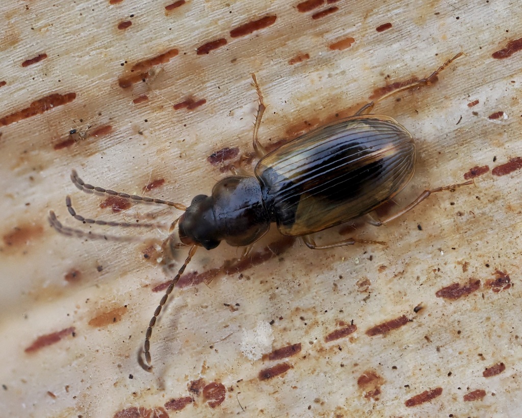 Acupalpus notatus