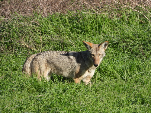 iNaturalist observation photo of Coyote